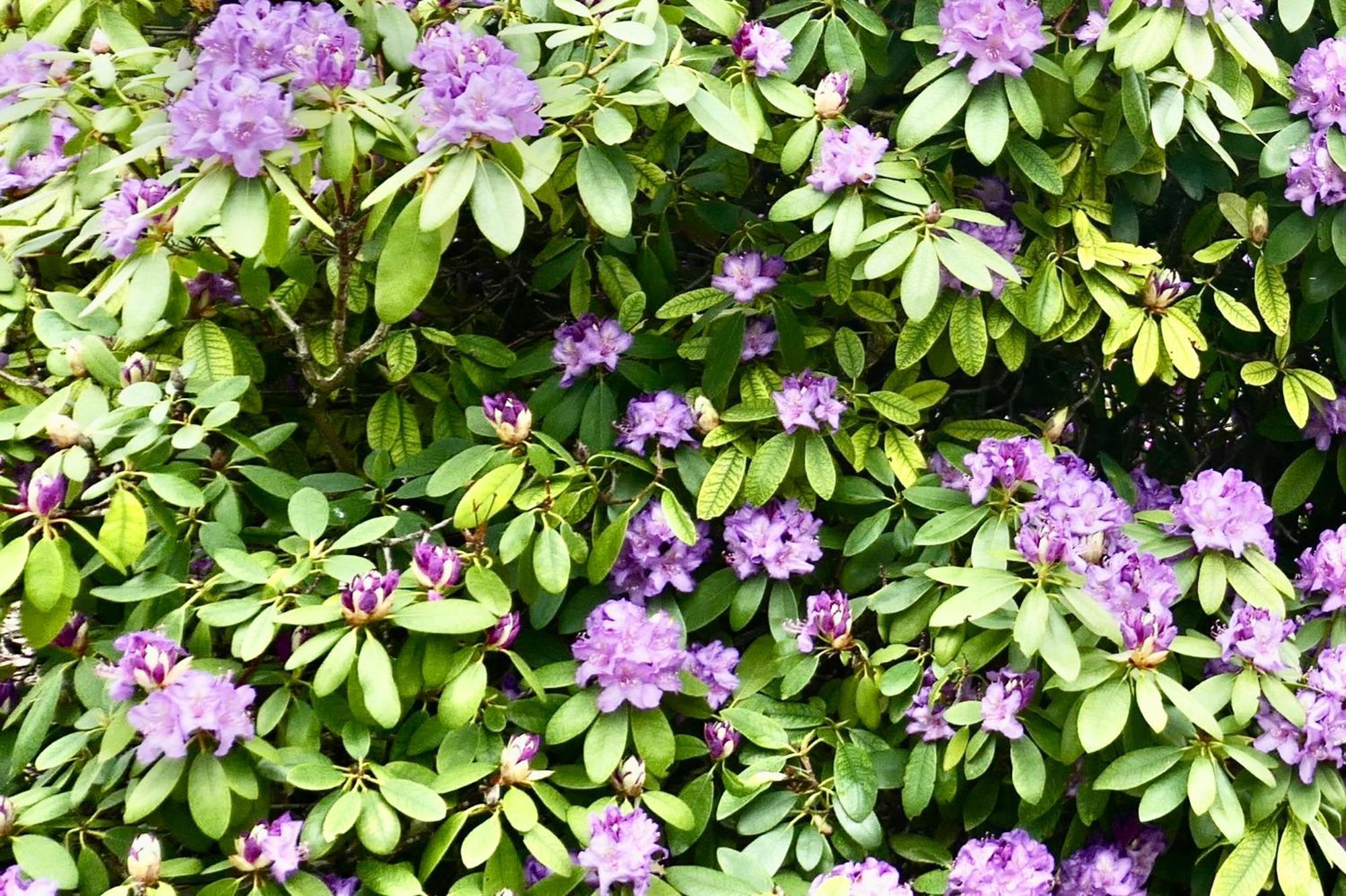 Idas Garten Bad Lauterberg Zewnętrze zdjęcie